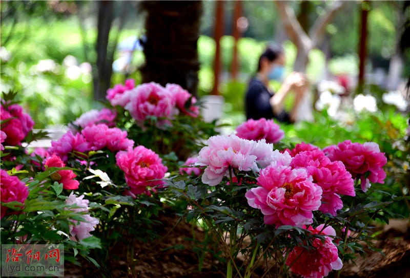 王城公园：五一假期，牡丹芍药邀您来赏