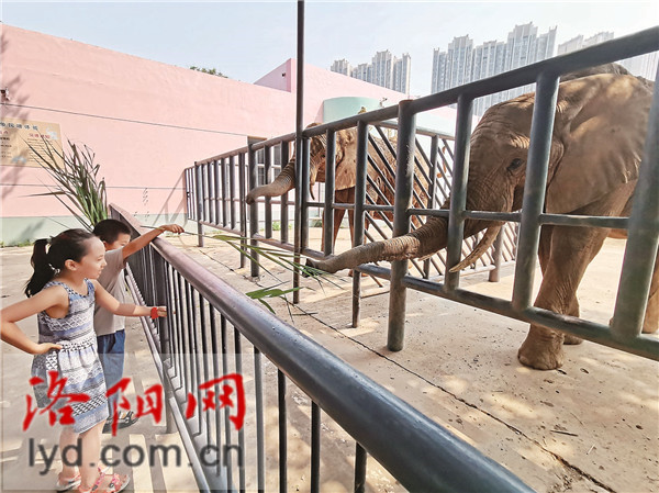 大胆去喂大象吧！王城动物园新增3处科学投喂点