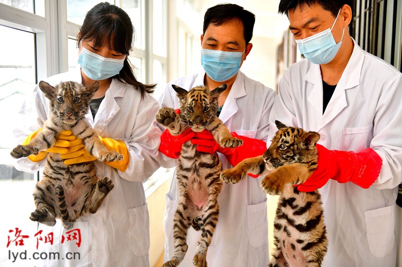 王城公园动物园再添3只华南虎 洛阳华南虎总数连续6年保持全国第一