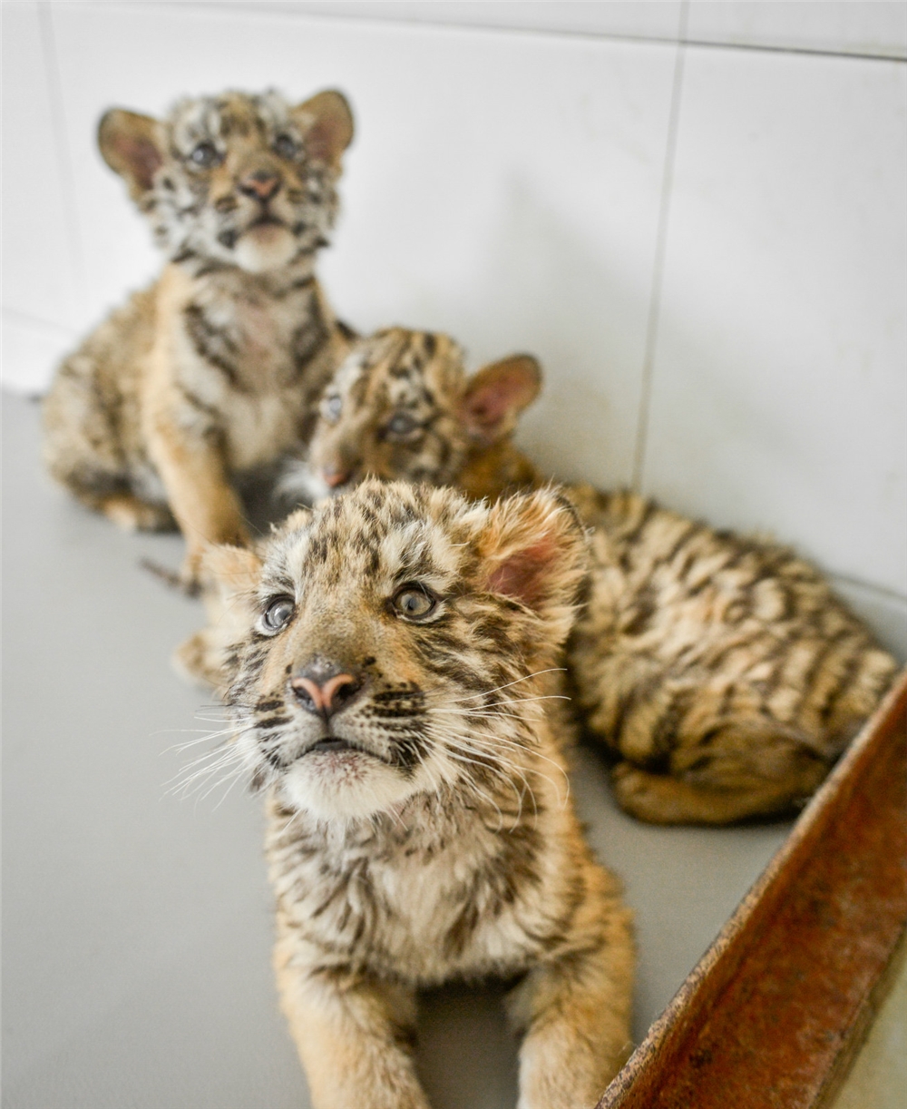 王城动物园喜添3只虎宝宝